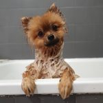 Petit bain Spitz nain